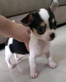 Chihuahua-Welpen suchen ein Zuhause - 2