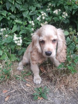 SPANIEL- FREUNDE AUFGEPASST - 2