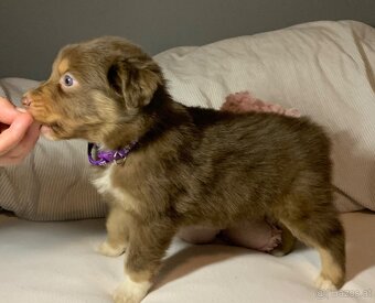Australian shepherd welpen - 2