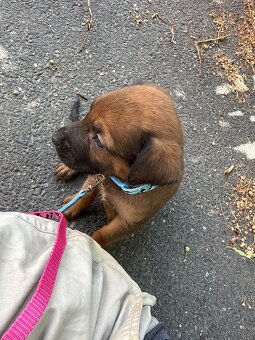 Welpen Malinois x Cane Corso - 2