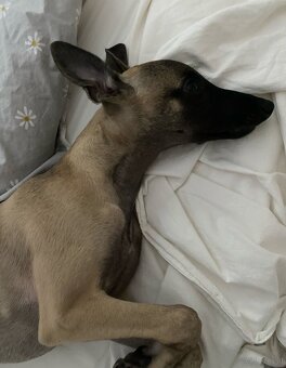 Windhund/Whippet mit PP - 2