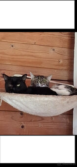 Wer möchte diese zwei süßen Katerchen adoptieren? - 2