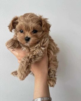 Maltipoo welpen - 2