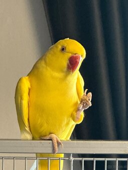 Halsbandsittiche Zuchtpaar – Gelb/Grau – mit Käfig, Zu - 2