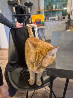 Kater - 2
