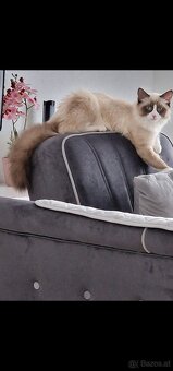 Ragdoll Kater - 2