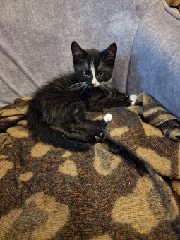 Katze - 2