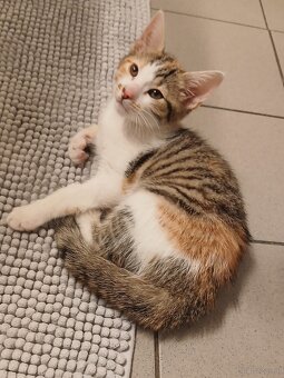 Kitten - 2