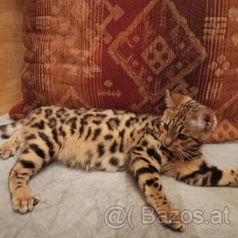 Bengal Kitten suchen 5Sterne zu Hause - 2
