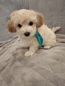 Malteser Welpen abzugeben - 2