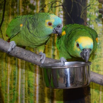 Blaustirnamazonen Pärchen - 2