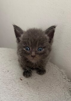 Britisch kurzhaar Maincoon mischung - 2