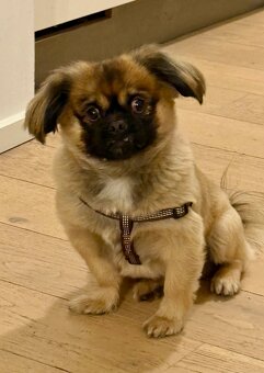 Malteser-Hündin, 6 Jahre alt - 2