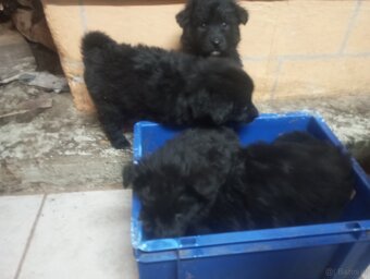 Mischlings Welpen - 2