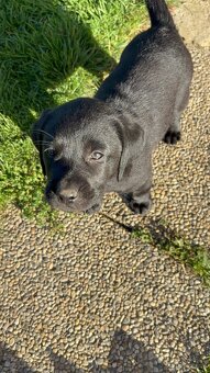 Reinrassig Labrador Welpen - 2