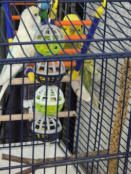 2 Wellensittiche - 2