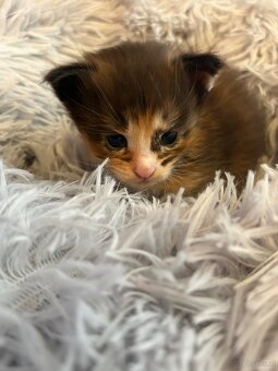 Maine Coon Kitten - 2