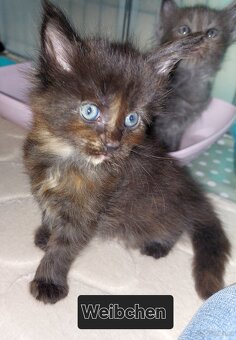Maine Coon Kitten - 2