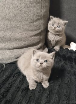 Britisch Kurzhaar Kitten - 2