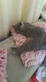 Britisch kurzhaar katze sucht neues Zuhause - 2