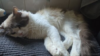 Ragdoll - 2