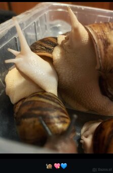 Achatschnecken zu verschenken - 2
