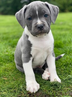 American pit Terrier Welpen - 2