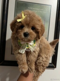 Bezaubernde Maltipoo-Welpen - 2