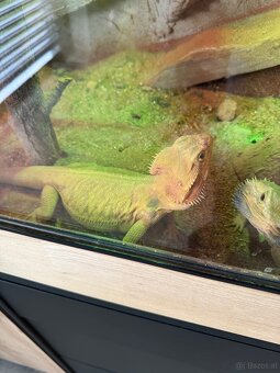 Bartagame - 2