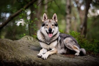 Tschechoslowakischer Wolfhund mit papiere - 2