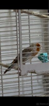 Bastarde Stieglitz - 2