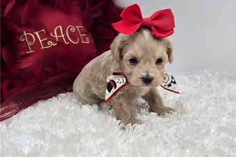 Maltipoo Welpen - 2