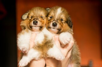 Collie Langhaar Welpen (FCI Stammbaum) - 2