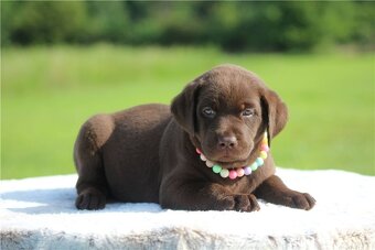 Süße Labrador Welpen mit Papieren - 2