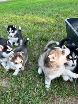 Siberian Husky Welpen - 2