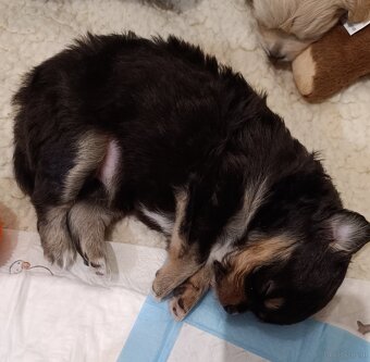 Süßes Chihuahua Mädchen - 2