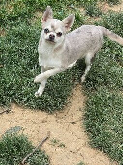Chihuahua Hündin - 2