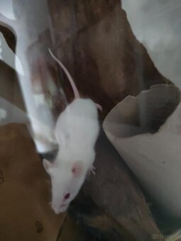 Maus babys - 2