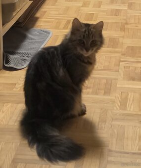 2 ganz Liebe Katzen - 2