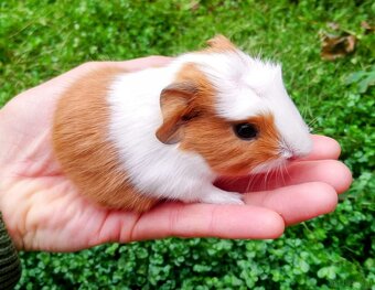 Meerschweinchen zu vermitteln - 2