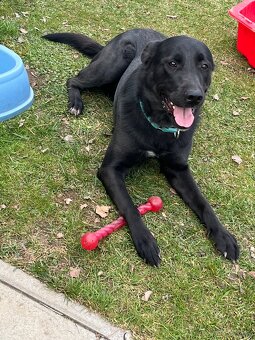 Labrador Mix hündin sucht ein neues Zuhause - 2