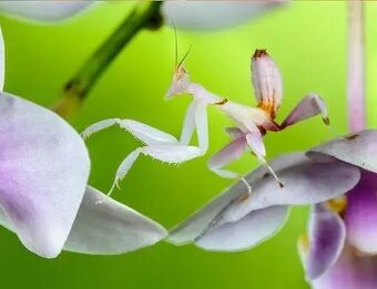 Orchideenmantis-Hymenopus coronatus - 2