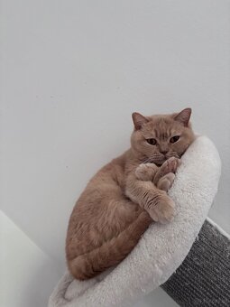 2 liebevolle Katzen suchen ein neues Zuhause 🐾 - 2