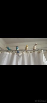 Wellensittich und Nymphensittich - 2