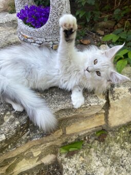 Wunderschönes Maine Coon Käterchen mit Stammbaum - 2