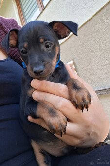 Kleiner Balu Rehpinscher - 2