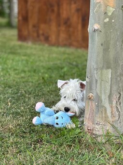 Schnauzer miniatúrne white - 2