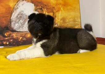 Amerikanischer Akita-Welpe mit Stammbaum - 2