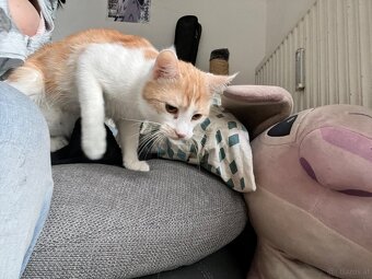 Kater und katze 1jahr - 2