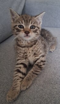 Süße Kater - 2